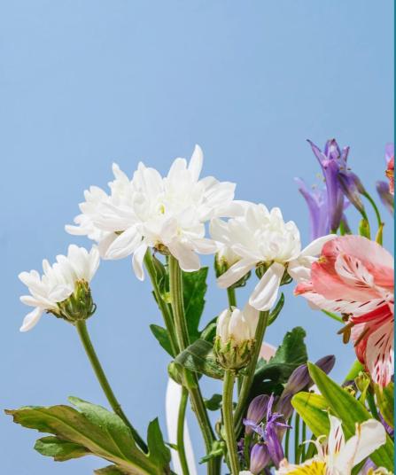 close up photo of several colored flowers with blue skies in the background